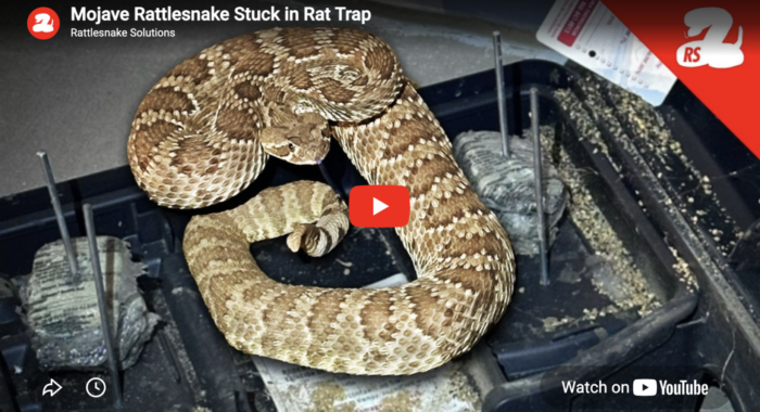 Mojave Rattlesnake Stuck in Rat Trap